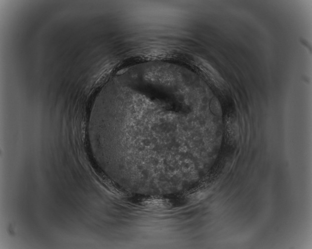 X0000096730499200802121318
