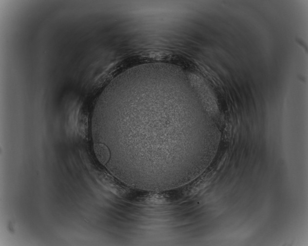 X0000096730656200802121316
