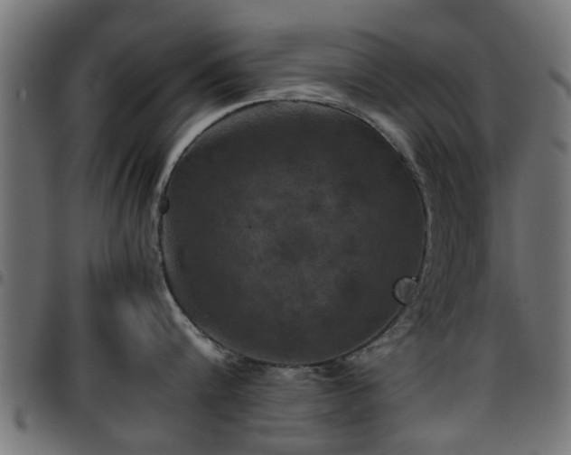 X0000096730816200802121313