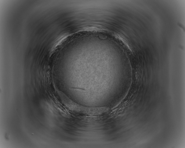 X0000096730968200802121311