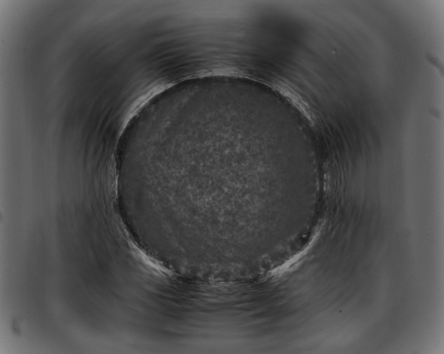 X0000096731117200802121308