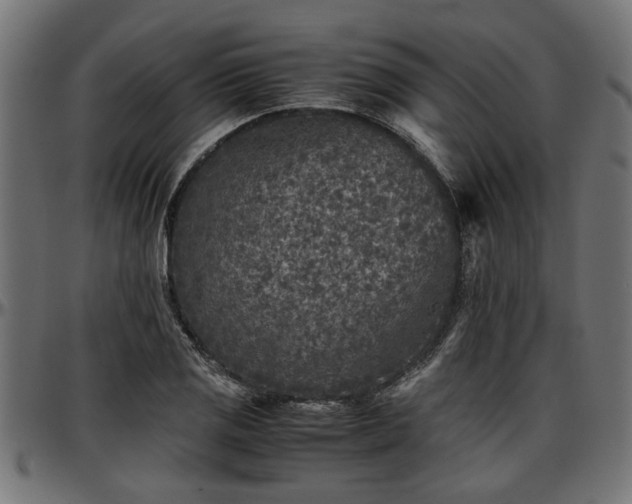 X0000096731125200802121308
