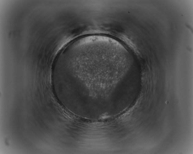 X0000096731173200802121307