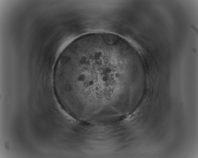 X0000096731279200802121305