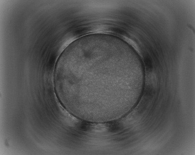 X0000096731338200802121305