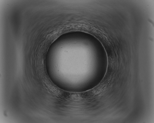 X0000096731489200802121302
