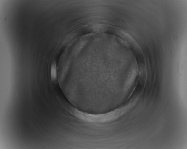 X0000096730046200802191557