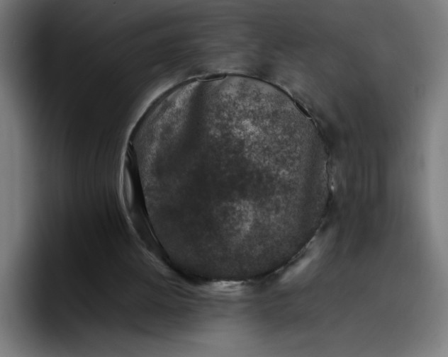 X0000096730052200802191556