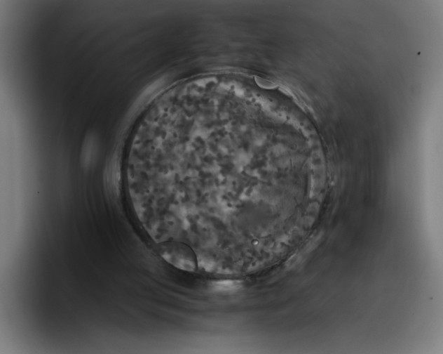 X0000096730053200802191556