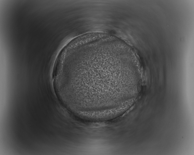 X0000096730099200802191556