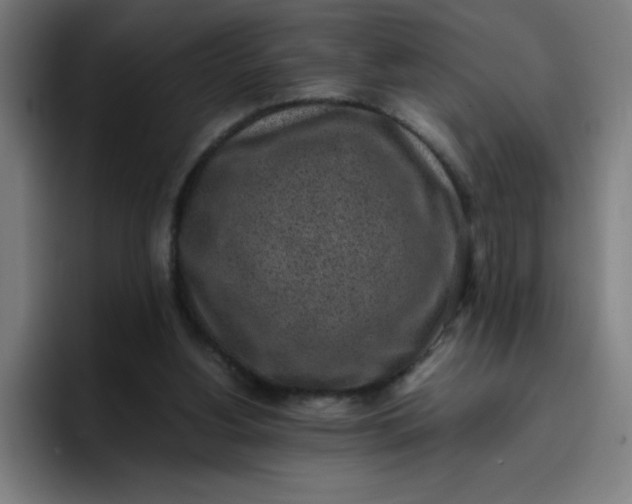 X0000096730156200802191555