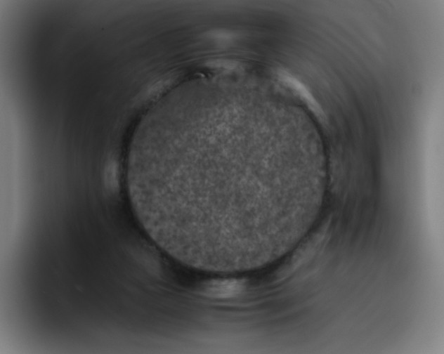 X0000096730161200802191555