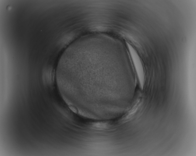 X0000096730168200802191555