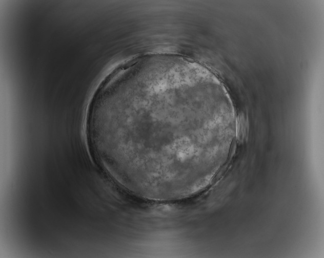 X0000096730195200802191555