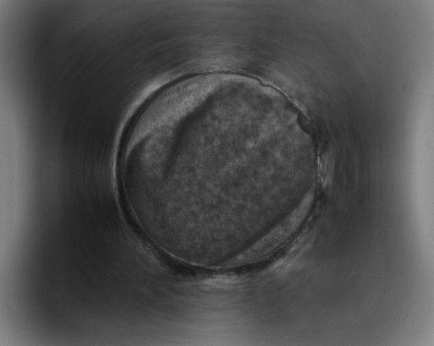 X0000096730196200802191555