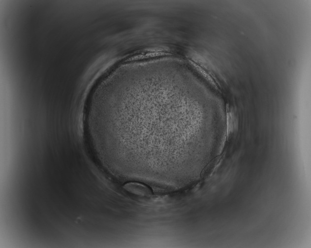 X0000096730243200802191554