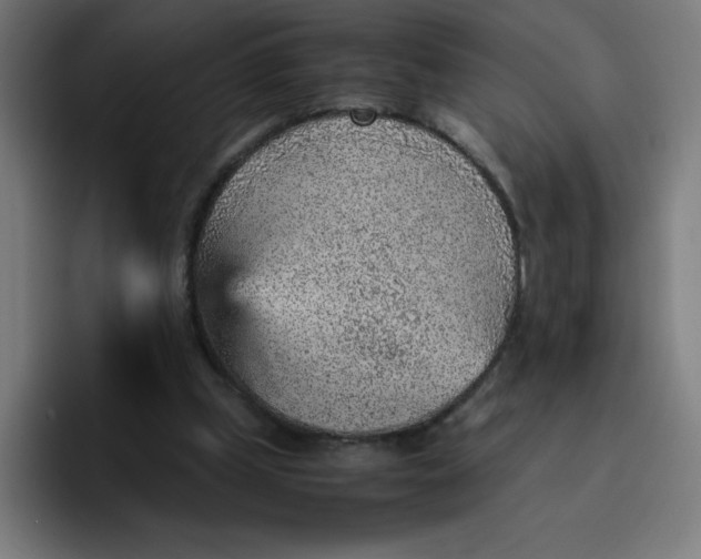 X0000096730249200802191554