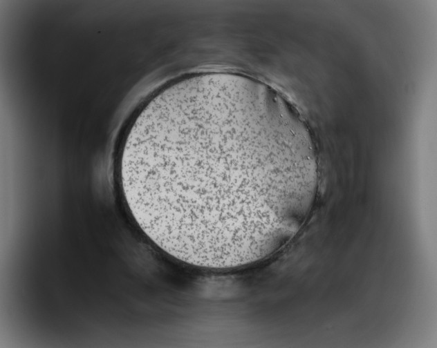 X0000096730296200802191554