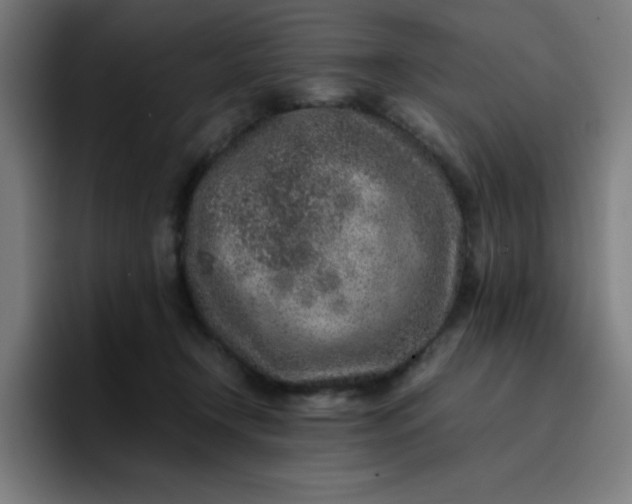 X0000096730366200802191553