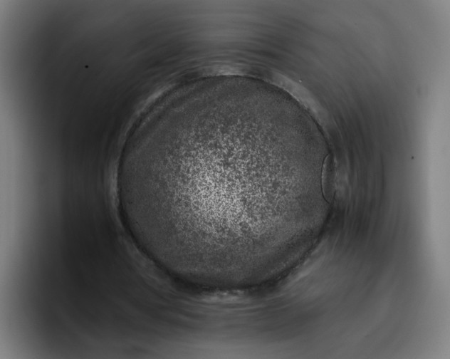 X0000096730386200802191552