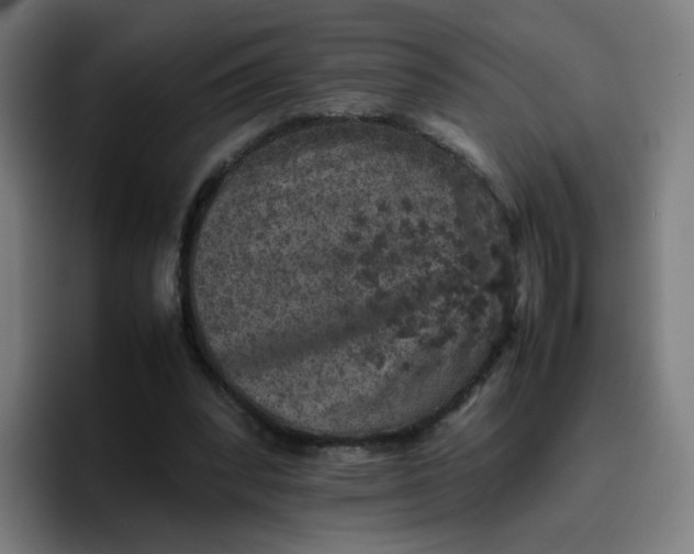 X0000096730392200802191552