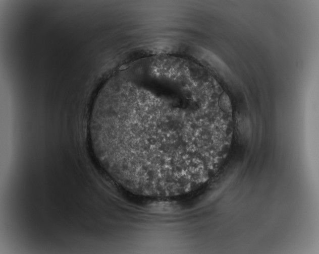 X0000096730499200802191551