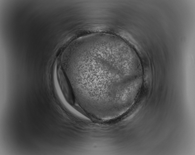 X0000096730585200802191550