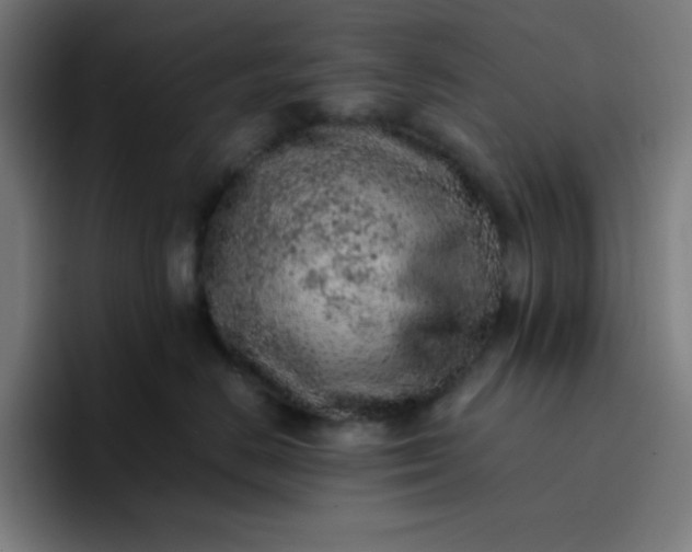 X0000096730670200802191549