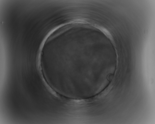 X0000096730816200802191547