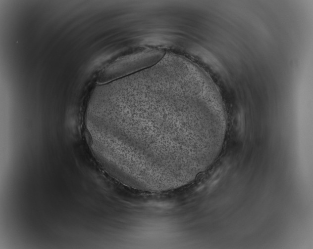 X0000096730920200802191545