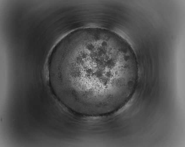 X0000096730925200802191545