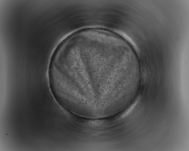 X0000096730943200802191545