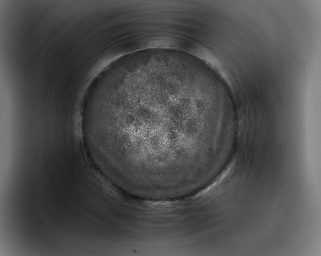 X0000096731019200802191544
