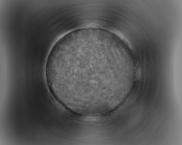 X0000096731086200802191543