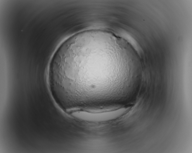 X0000096731103200802191543
