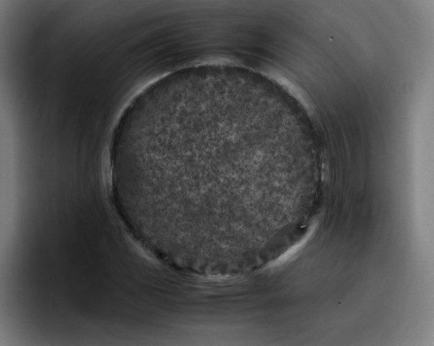 X0000096731117200802191543