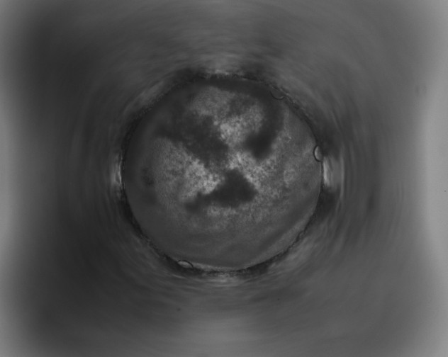 X0000096731155200802191543