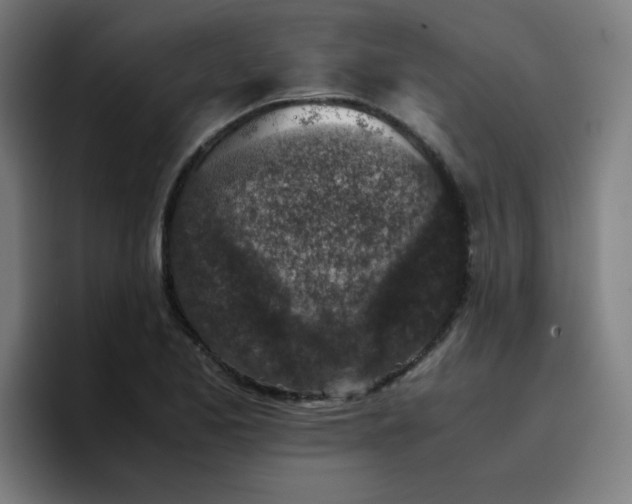 X0000096731173200802191542