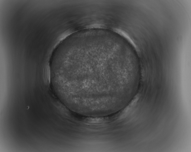 X0000096731219200802191542