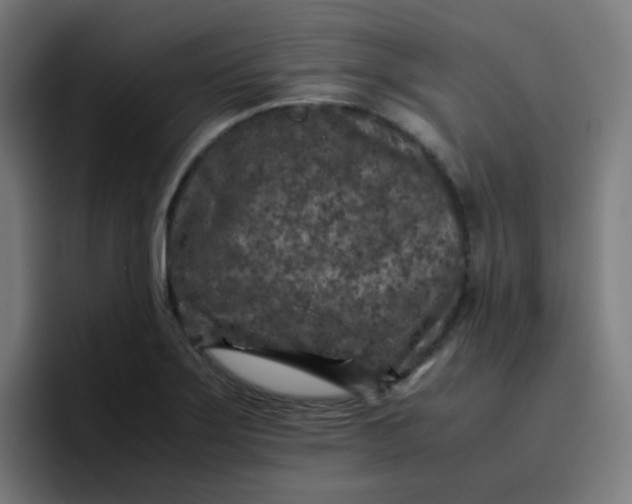 X0000096731275200802191541