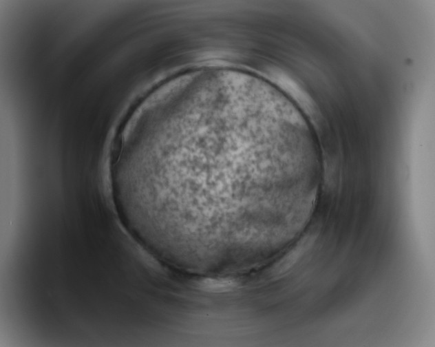 X0000096731384200802191540