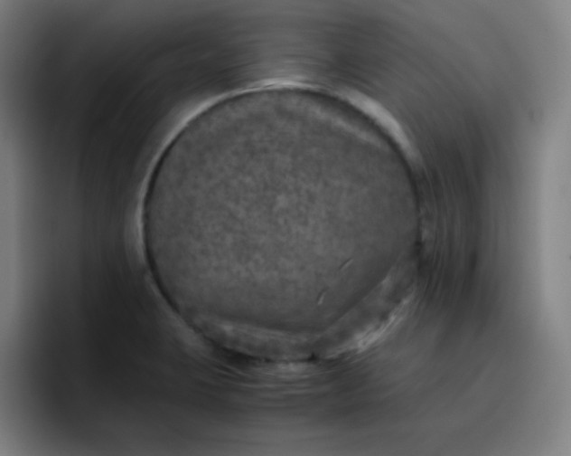 X0000096731423200802191539