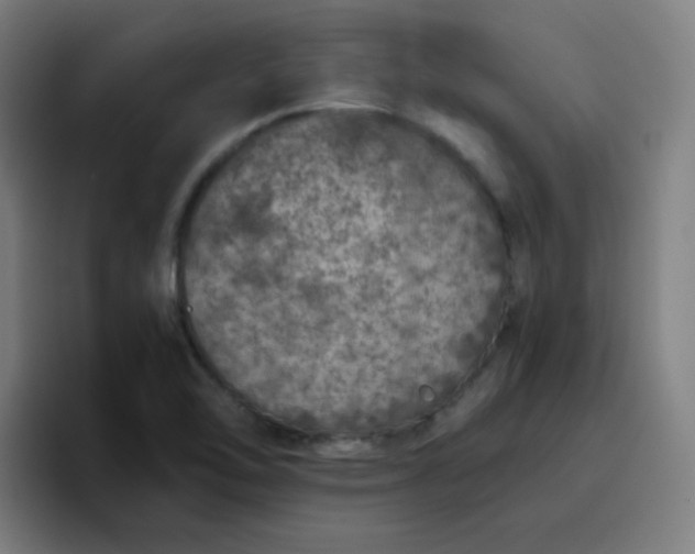 X0000096731462200802191539