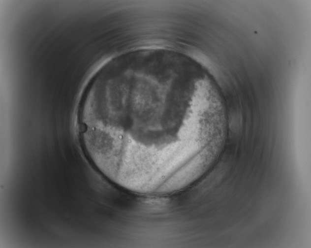 X0000096731466200802191538