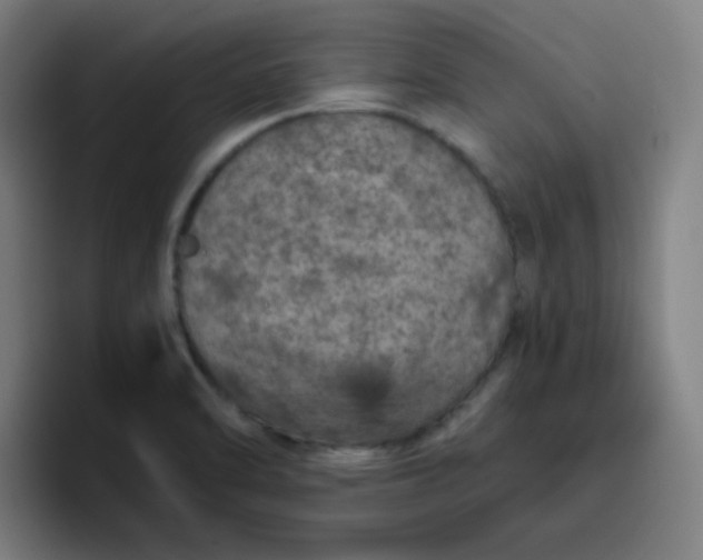 X0000096731470200802191538