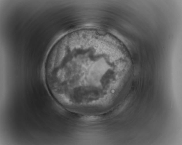 X0000096731474200802191538