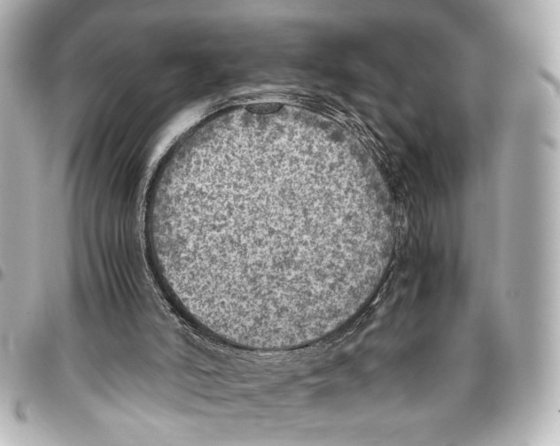 X0000096730006200802261504