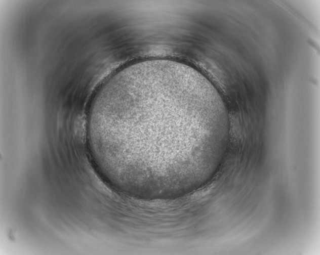 X0000096730016200802261504