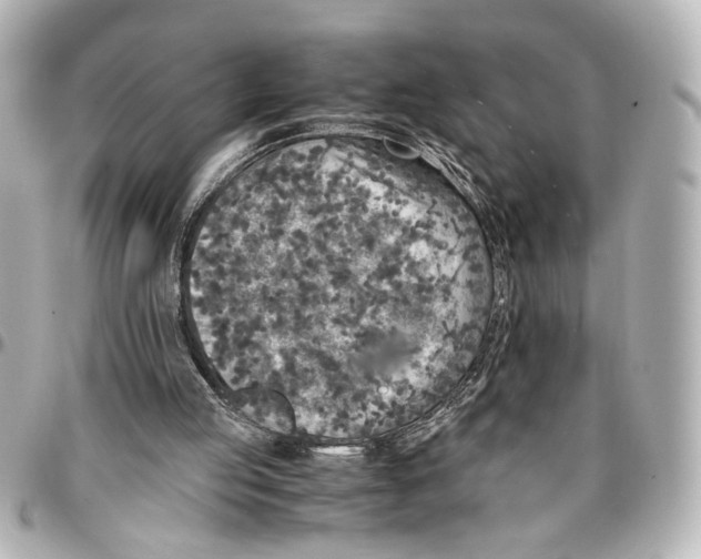 X0000096730053200802261503