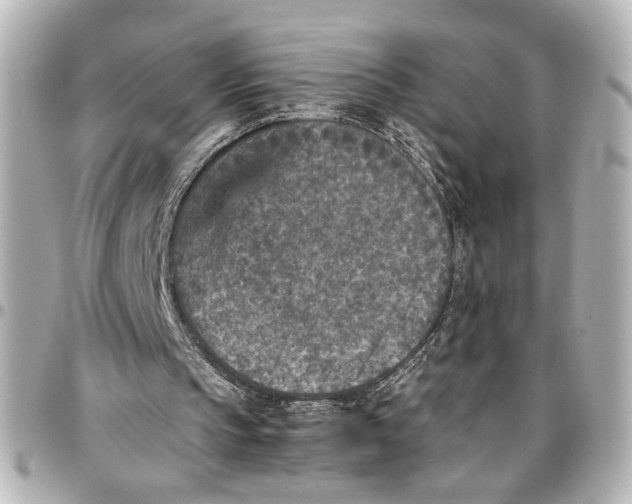 X0000096730145200802261501